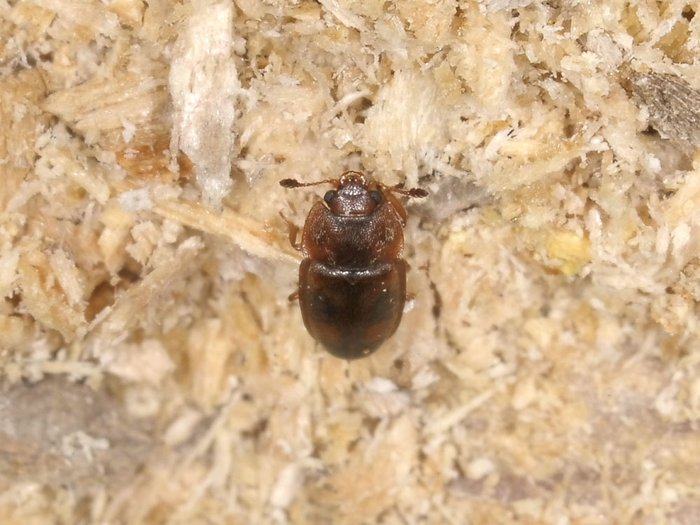 Epuraea sp. (Nitidulidae)